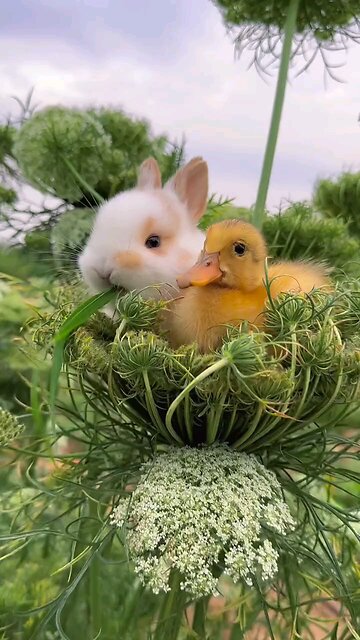 rabbit and duck