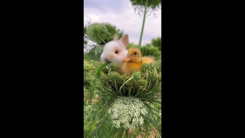 rabbit and duck