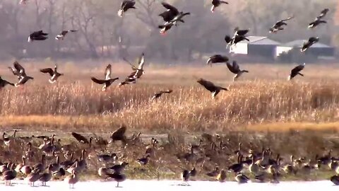 A Large Flock of Canada Geese Coming in to Land.