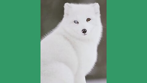 Beauty Fox — The Most Gorgeous and Playful Fox Moments Ever!