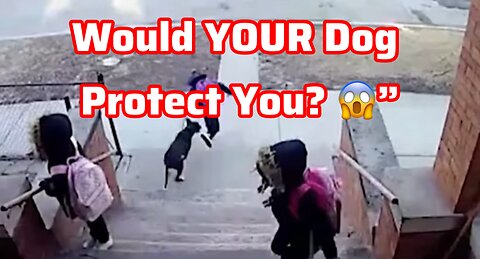 Would Your Dog Protect You During a Home Invasion? 🐶💥 The Results Will Shock You!