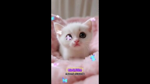 Cat singing #cat #cats #catsagram #catlove #family #follow #viral #animal #hashtags #happy #satisfy