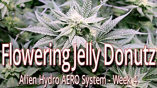 Flowering Jelly Donutz In The Alien Hydro AERO System Week 4