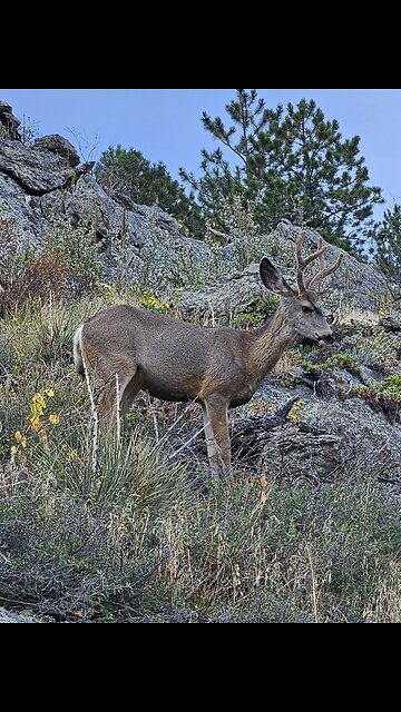 Mule Deer Grazing in Colorado Mountains