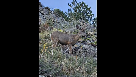 Mule Deer Grazing in Colorado Mountains