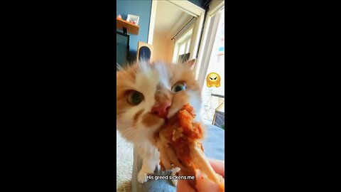 Kitten’s Vicious attack for KFC Leg piece