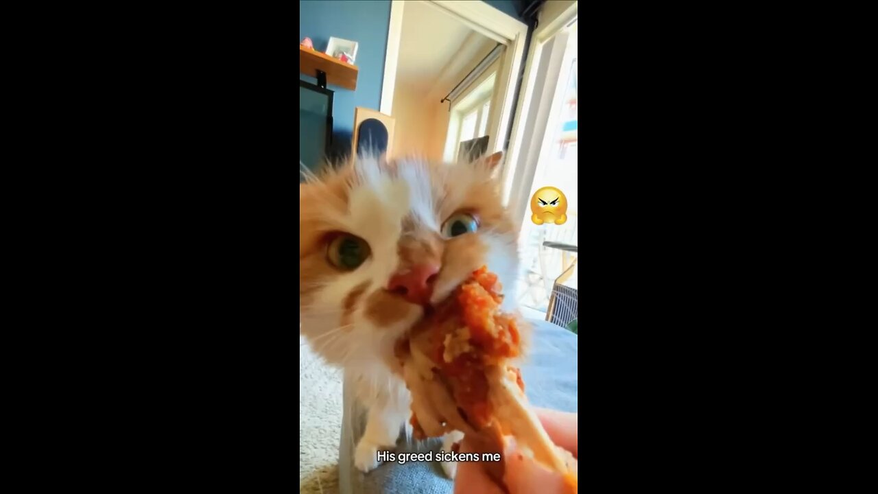 Kitten’s Vicious attack for KFC Leg piece