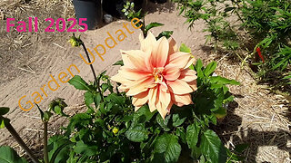 Garden Update October 2025