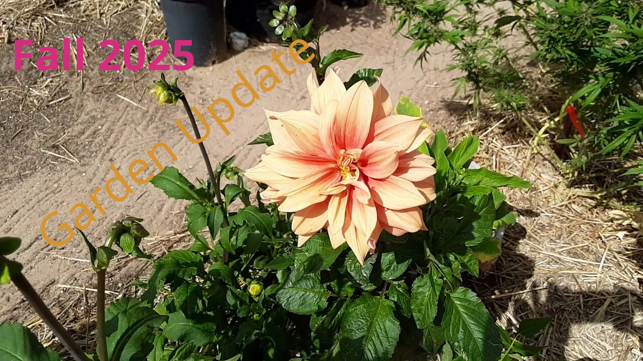 Garden Update October 2025