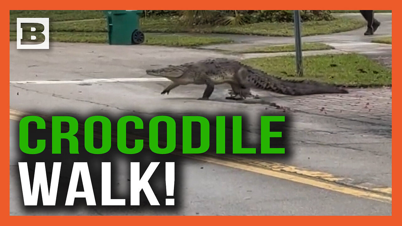 Crocodile Walk! Massive Croc Saunters Across Florida Street