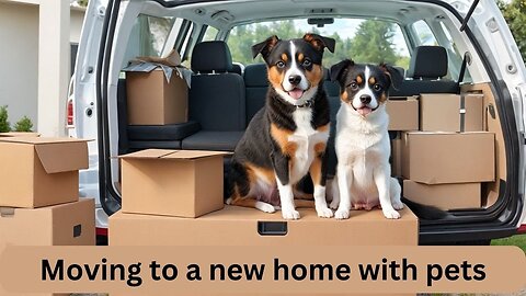 Moving to a New Home with Pets: Tips for a Stress-Free Transitio