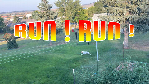 RUN ! RUN !