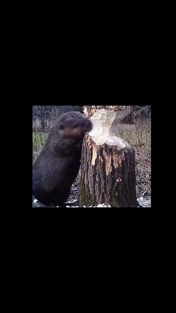 Beavers pause while chewing trees to listen for movements