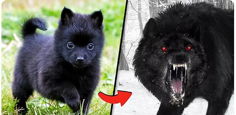 Before & After Animals Growing Up. 🤤| Animal Transformation Amazing
