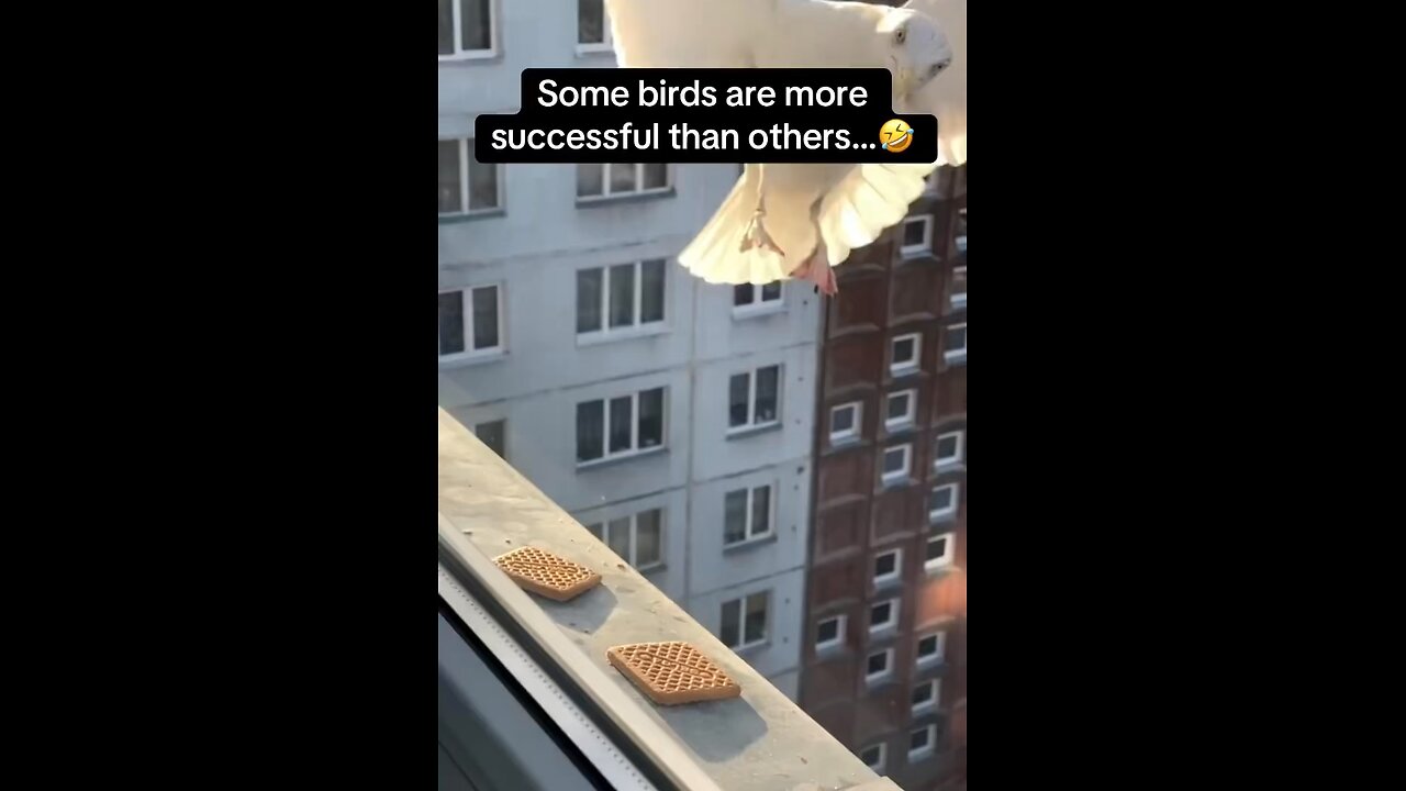 Not All Birds are Sharp and Intelligent like Crows