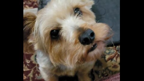 Batman's got a brand new toy #yorkies #funnydogs #ledzeppelin