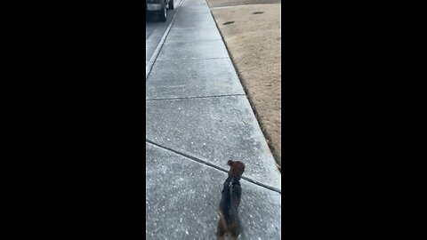 A video of my dog Max