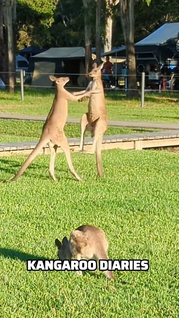 Kangaroo diaries only in Australia 🇦🇺