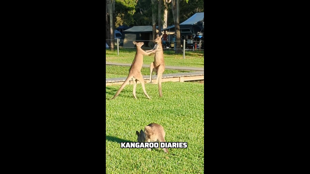 Kangaroo diaries only in Australia 🇦🇺