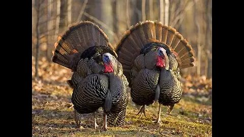 PRICES SET TO EXPLODE IN BLUE STATES 1 JANUARY