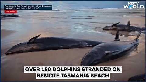 AustraliaNews _ Over 150 False Killer Whales Stranded On Australia's Tasmania Beach