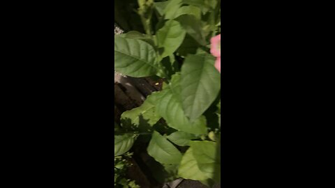 Texes tobacco