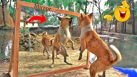 Dogs 🐕 🐕 mirror fighting pranks videos very funny | funny animal videos 2025 clean