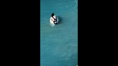 Mallard Ducks 🦆 #swimming #ducks #duck #mallardducks #shorts #viral #followme #trending