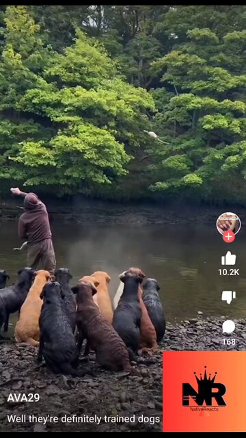 Well Trained Dogs At The River! #ytshorts #shortvideo #viralvideo #viralshort