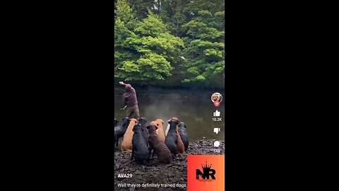 Well Trained Dogs At The River! #ytshorts #shortvideo #viralvideo #viralshort
