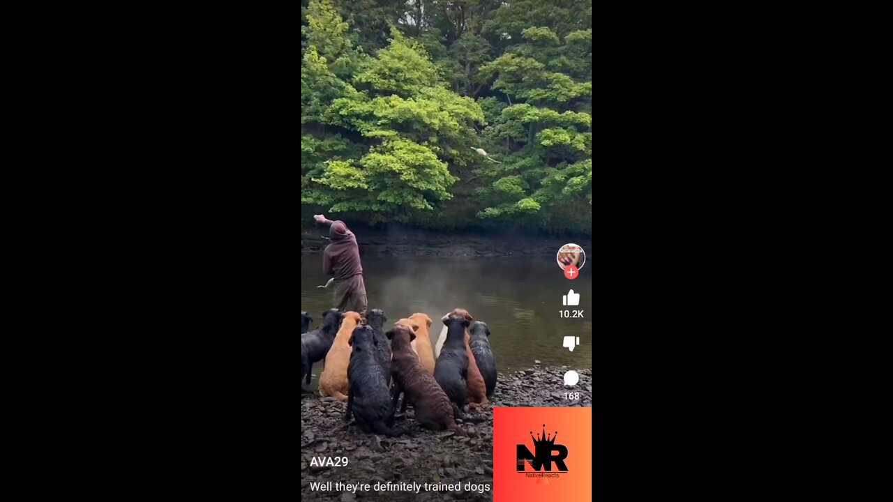 Well Trained Dogs At The River! #ytshorts #shortvideo #viralvideo #viralshort