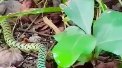 Dramatic moments snake catching gecko #safari #wildlifeplanet #animal