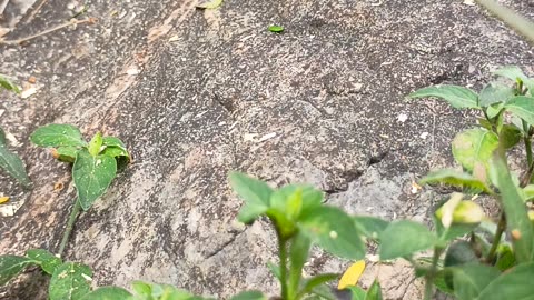 31.10.2025 Green Ants