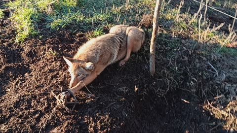 Young coyote in a Duke 650