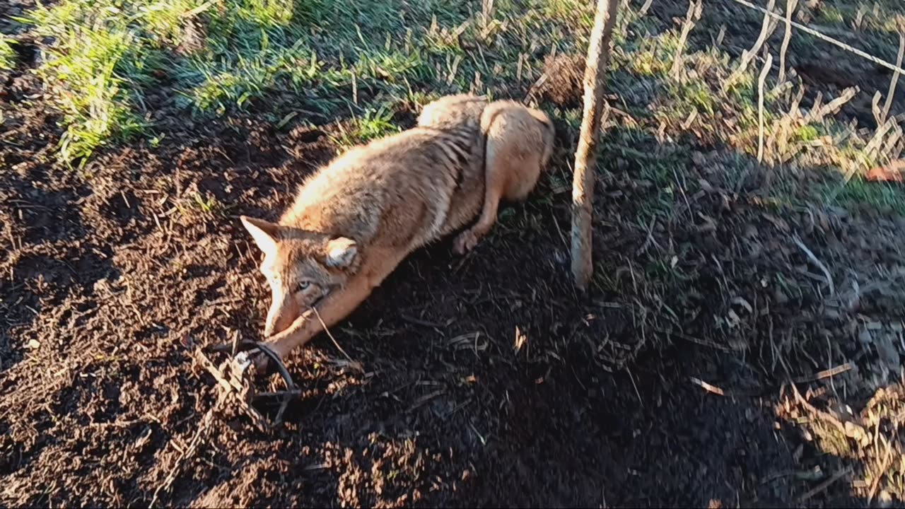 Young coyote in a Duke 650