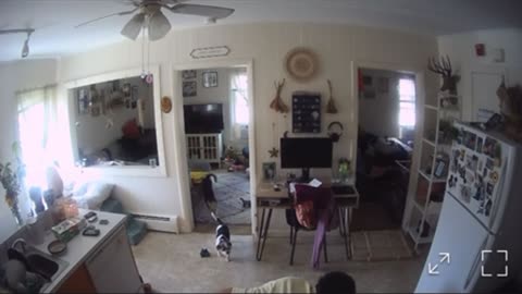 Defeated Twice by Same Baby Gate