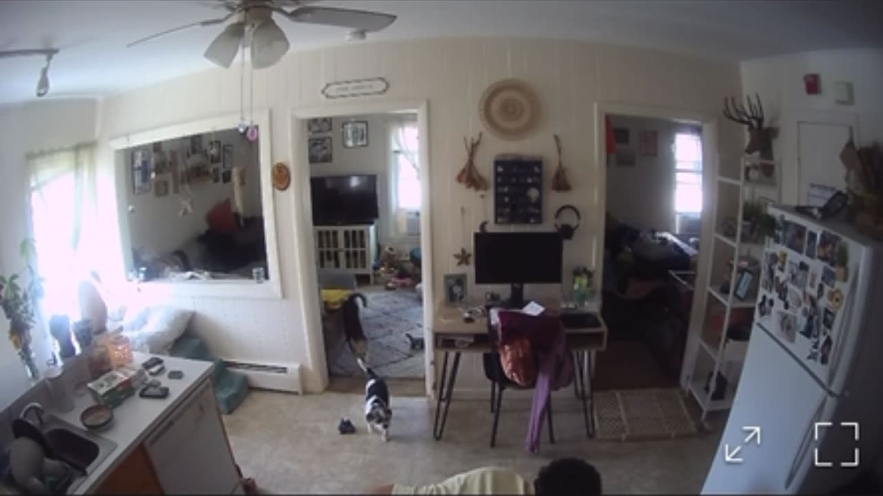 Defeated Twice by Same Baby Gate