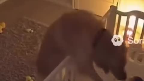 The dog actually has a sense of when an earthquake is going to happen