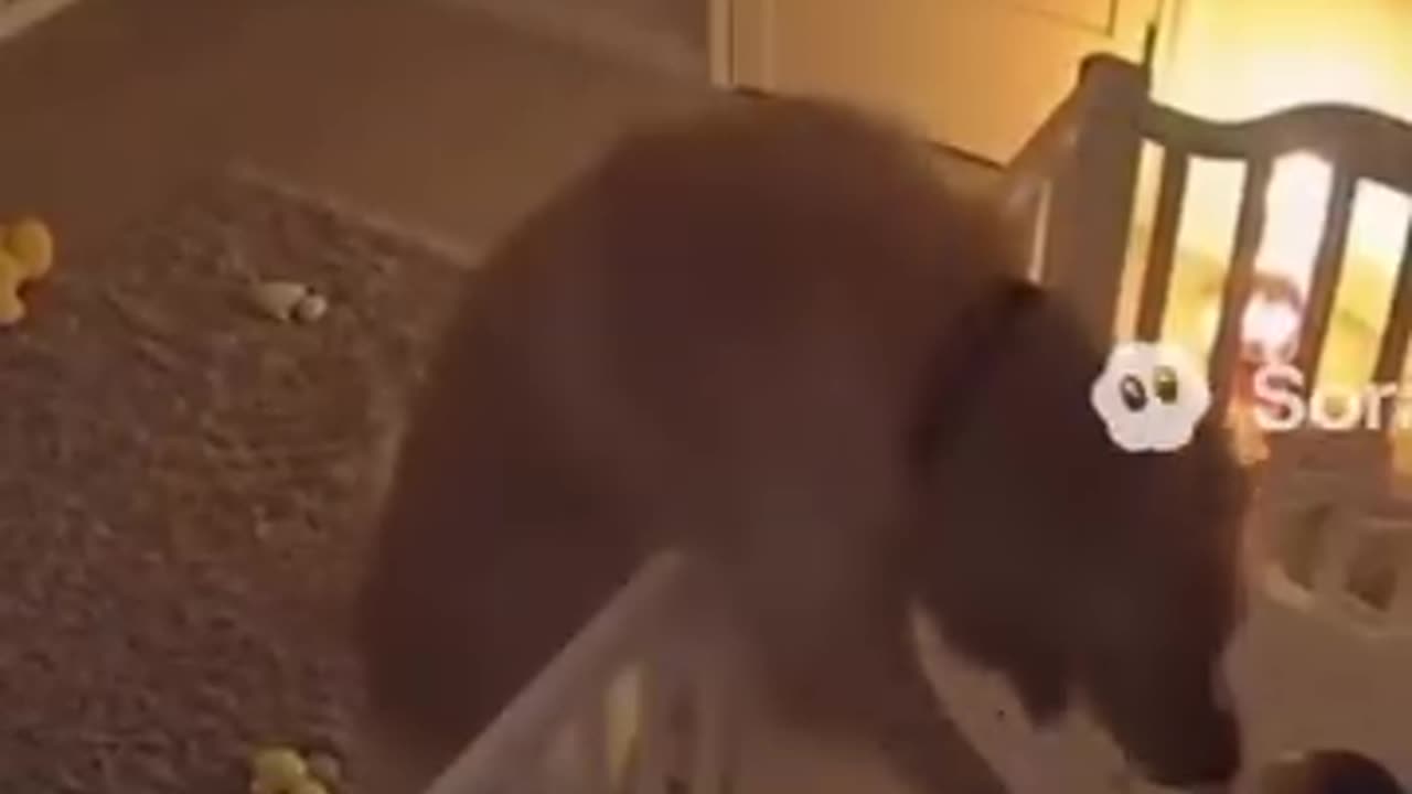 The dog actually has a sense of when an earthquake is going to happen