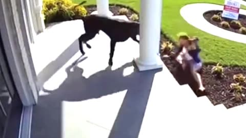 Unknown Woman Chased By Great Dane 🐕‍🦺🏡 #CCTVFootage #CloseCall