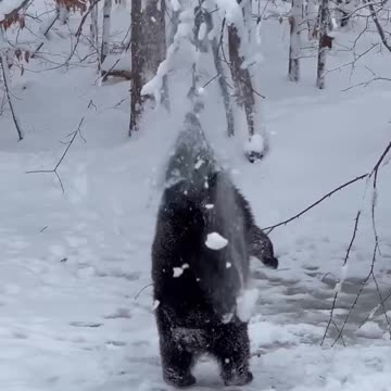 Let it snow let it snow let it snow