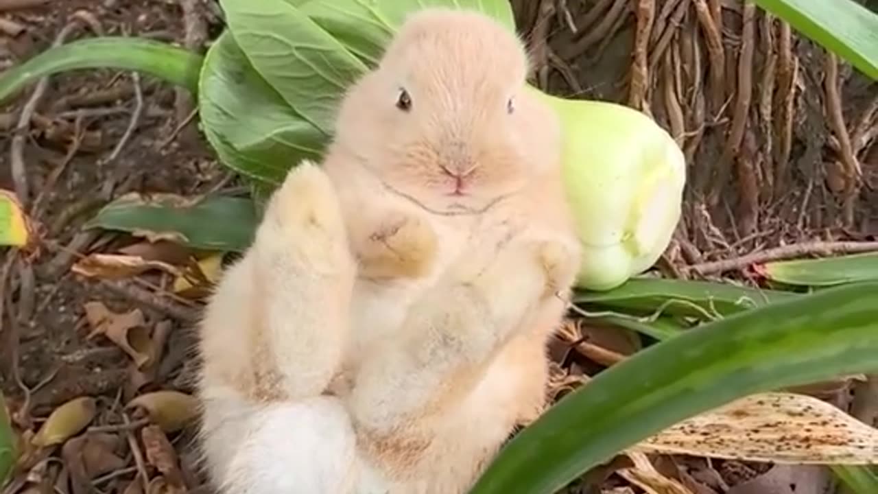 The little cute rabbit,Relaxed