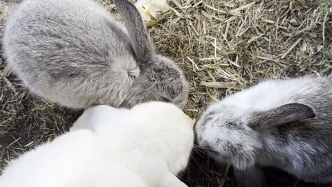 Look at this social bunny snuggling with a friend