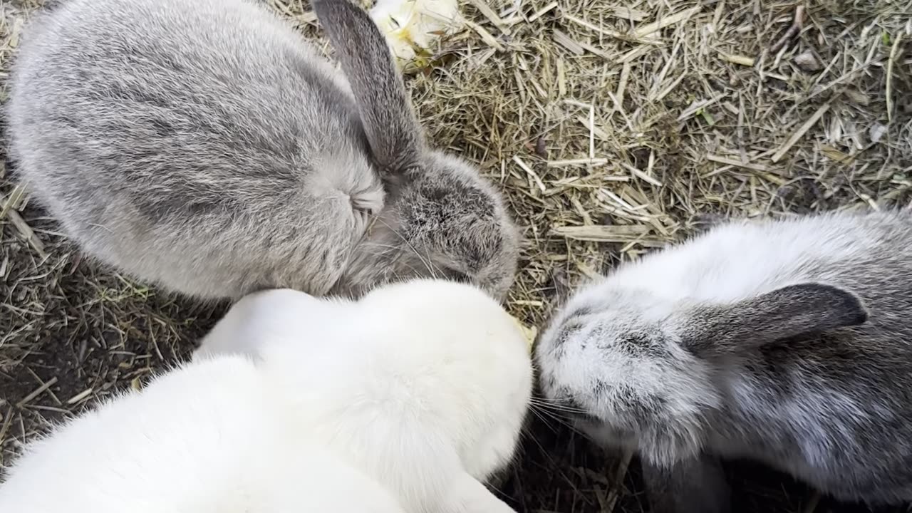 Look at this social bunny snuggling with a friend