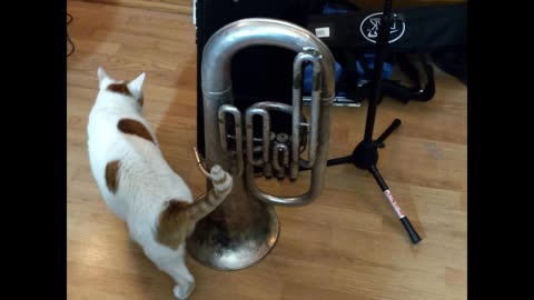 Buddy T Cat checks out my instruments