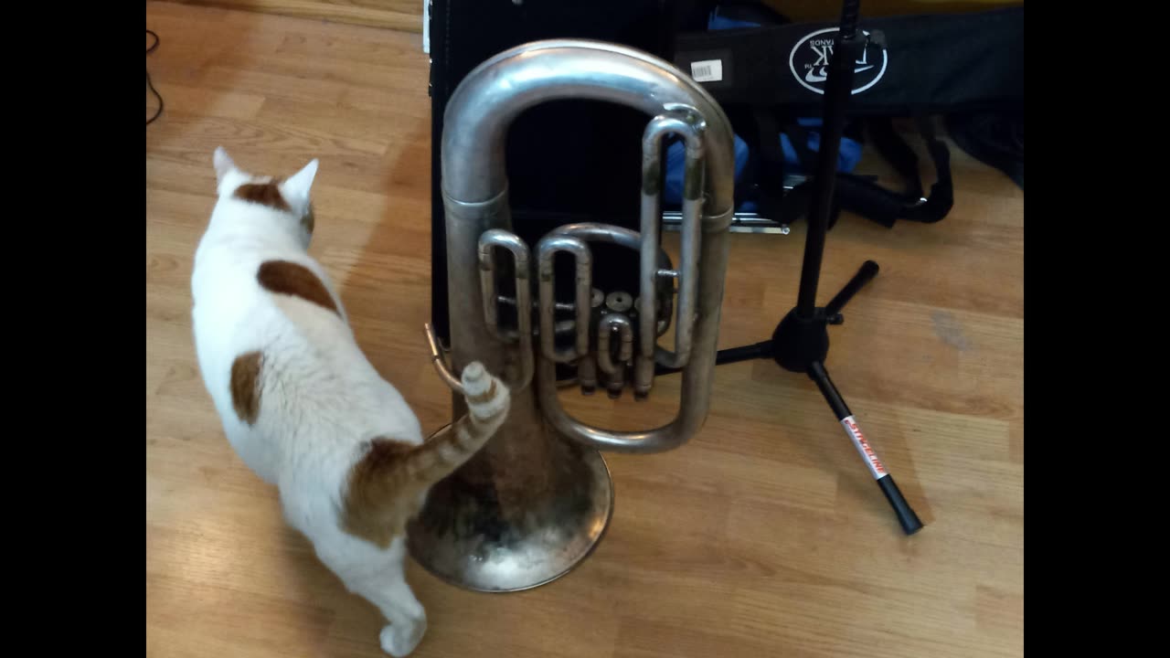 Buddy T Cat checks out my instruments