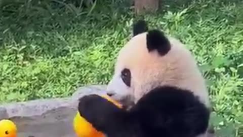 Adorable Hidden Panda Moments You Can't Miss! 🐼 #panda #funny #adorablepanda