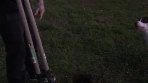 Happy Dog Helps Dad Dig Holes