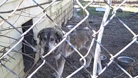 SHEA CALMING DOG DOWN THESHEASHOW.COM