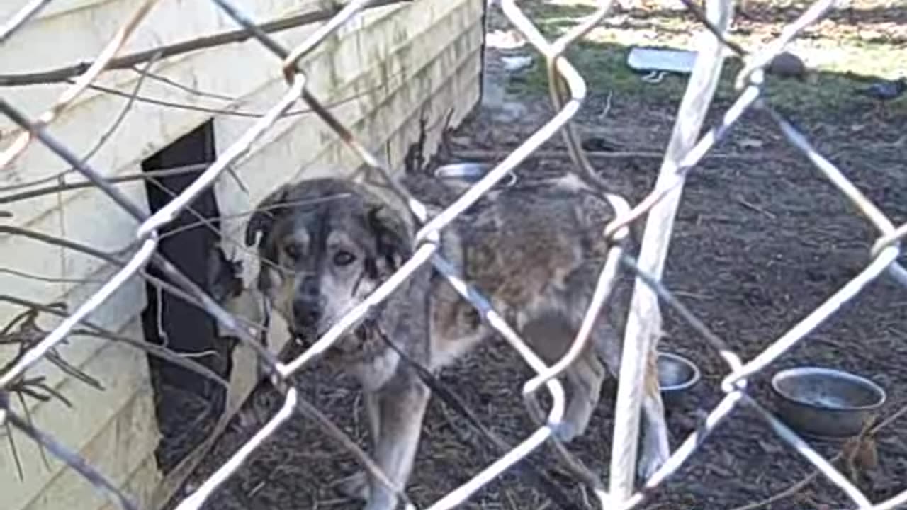 SHEA CALMING DOG DOWN THESHEASHOW.COM